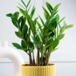 Zamia ZZ Plant