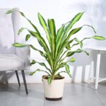 Draceana Dara Singh - XL