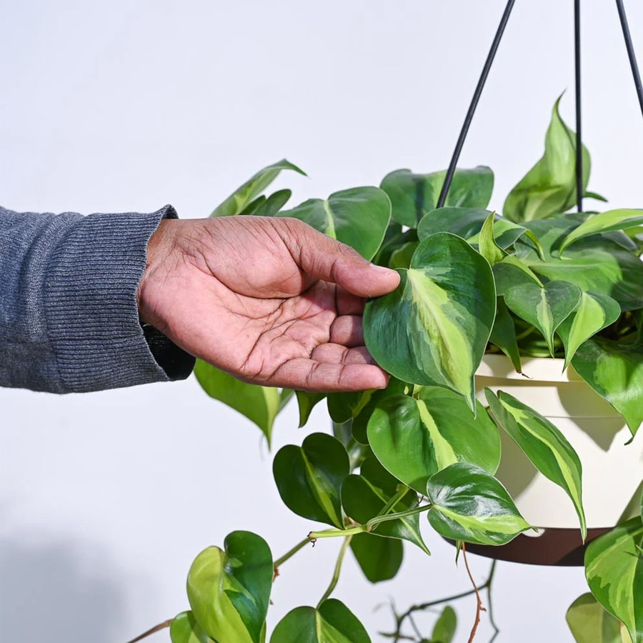 Philodendron Brasil Hanging Pot