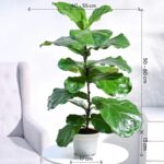 Fiddle Leaf Fig Plant - Image 4