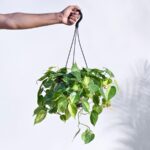 Philodendron Brasil Hanging Pot - Image 4